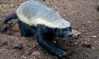 知否知否蚂蚁庄园