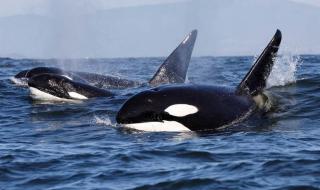 蓝鲸被75只虎鲸吃掉 蓝鲸被75只虎鲸吃掉