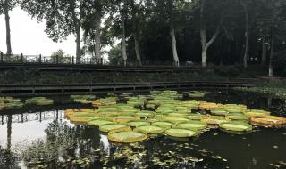 武汉植物园 武汉植物园