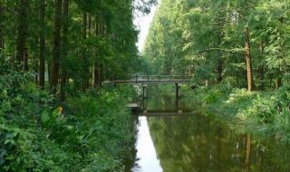 崇明东平国家森林公园 崇明东平国家森林公园