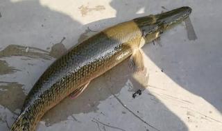 十大凶猛淡水鱼 十大凶猛淡水鱼