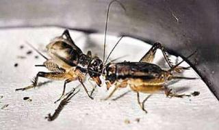 上海食品批发市场 上海食品批发市场